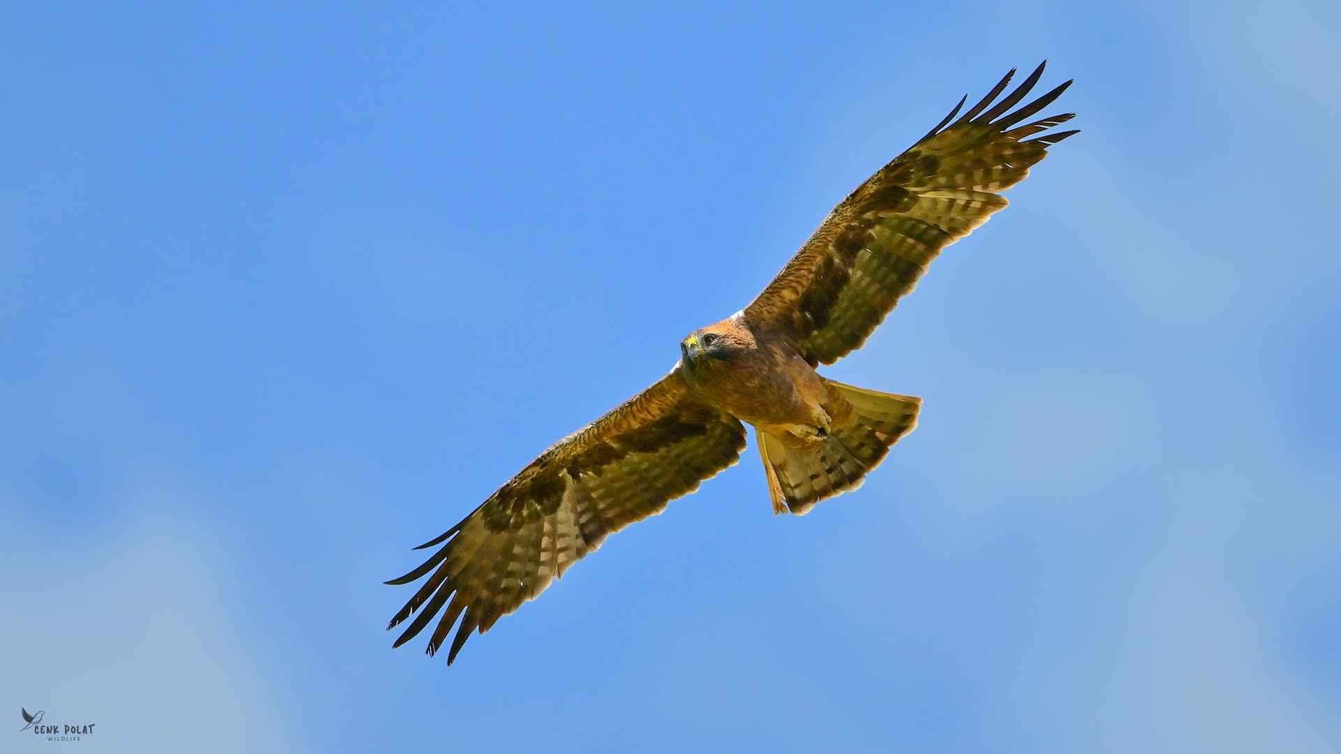 Booted Eagle